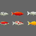 Colorful Koi Fish Collection With Red White Yellow Varieties On Black Background
