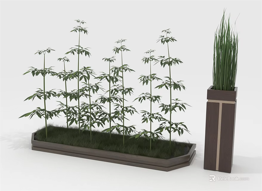 Clustered Bamboo Plants Growing In Rectangular Planter With Tall Pot 3d model 