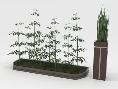 Clustered Bamboo Plants Growing In Rectangular Planter With Tall Pot 3d model