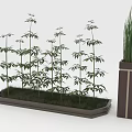 Clustered Bamboo Plants Growing In Rectangular Planter With Tall Pot 3d model