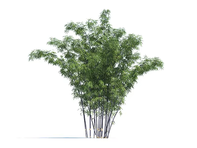 Black Bamboo Plant With Lush Green Leaves For Garden Landscaping Design 3d model