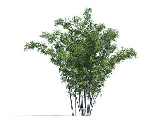 Modern bamboo 3d model