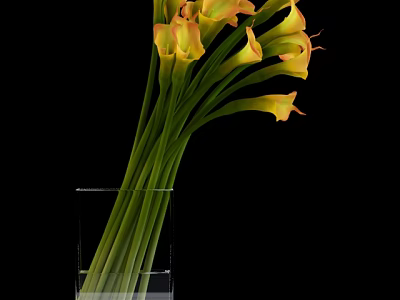 Fresh Yellow Orange Calla Lilies in Clear Glass Vase on Black Background 3d model