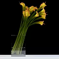 Fresh Yellow Orange Calla Lilies in Clear Glass Vase on Black Background