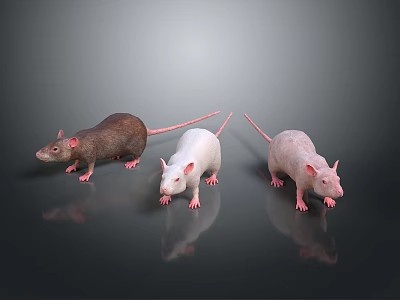 Three Brown White and Pink Rats Standing on Reflective Surface Against Dark Background 3d model