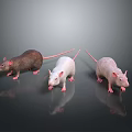 Three Brown White and Pink Rats Standing on Reflective Surface Against Dark Background