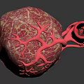 Detailed Human Organ Structure Featuring Hair Follicles And Blood Vessels