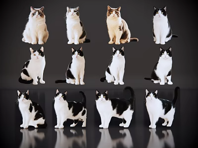2D pet cat pet dairy cat kitten home pet 3d model