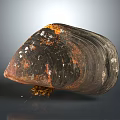 Clam Showing Natural Coloration With Textured Brownish Orange Shell On Gray Background