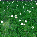 Lush Green Terrain Covered with Dense Grass and Fresh White Flowers