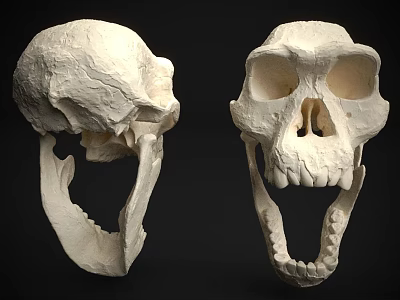 Two Anatomical Skull Specimens Showing Side And Front View Skeletal Structure 3d model