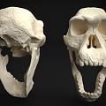 Two Anatomical Skull Specimens Showing Side And Front View Skeletal Structure