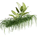 Lush Hanging Basket Plants With Long Grass Like And Broad Green Leaves
