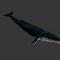 Whale In Dark Setting With Detailed Skin Patterns And Natural Swimming Stance
