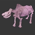 Prehistoric Animal Skeleton With Large Head Dorsal Fin Structure Standing Open Mouth
