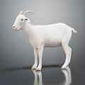 Modern Sheep Goat 3d model