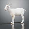 Modern Sheep Goat 3d model