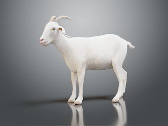 Modern Sheep Goat 3d model