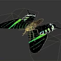 Vibrant Butterfly With Black And Green Striped Wings On Gray Background