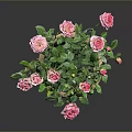 Potted Pink Rose Plant with Green Leaves and Blooming Pink Flowers in Decorative Ceramic Pot
