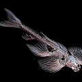 Detailed Anatomical Fish Skeleton Structure With Fins Isolated On Black Background
