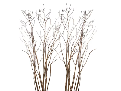 Several Bare Trees With Leafless Slender Branches Against White Background 3d model