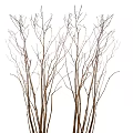 Several Bare Trees With Leafless Slender Branches Against White Background