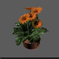 Potted Plant in Terracotta Pot with Vibrant Orange Flowers and Green Leaves