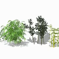 Various Bamboo Varieties With Different Growth Forms