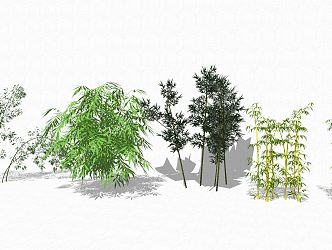 Modern Bamboo Plant 3d model