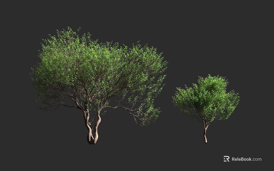 Two Green Arbor Trees Of Different Sizes With Lush Foliage And Trunks 3d model 