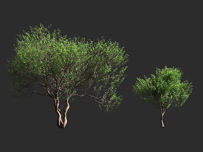 Two Green Arbor Trees Of Different Sizes With Lush Foliage And Trunks 3d model