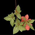 Vibrant Plant With Pink Flower And Green Leaves On Black Background