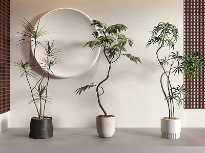 Indoor Bonsai Potted Plants with Curved Branches in White Black Pots and Round Mirror Background 3d model