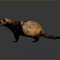 Brown And Yellow Ferret Standing On Shiny Floor With Gray Background