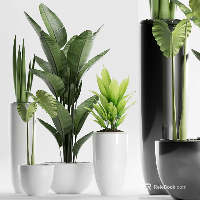 Decorative Bonsai Potted Plants With Lush Green Leaves In Modern White Black Pots 3d model 