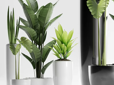 Decorative Bonsai Potted Plants With Lush Green Leaves In Modern White Black Pots 3d model