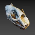 Detailed Animal Skull With White And Orange Texture Visible Teeth And Eye Sockets