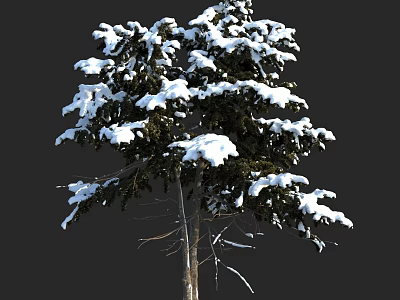 Snow Covered Arbor with Dark Background and Snow Laden Branches in Winter 3d model