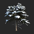 Snow Covered Arbor with Dark Background and Snow Laden Branches in Winter