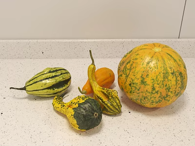 Fresh Colorful Pumpkins and Gourds of Various Shapes on White Kitchen Countertop 3d model