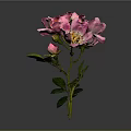 Pink Flowering Plant With Petals Green Stem And Leaves On Gray Background