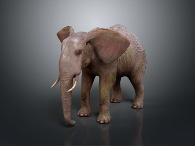 Elephant With Large Ears Long Trunk And Ivory Tusks Standing On Gray Background 3d model
