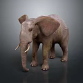 Elephant With Large Ears Long Trunk And Ivory Tusks Standing On Gray Background