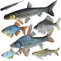Diverse Aquatic Animal Fish Species Including Chinese Barb Large Scaled Barb And Silver Barb