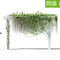 Green Climbing Vines Covering White Pergola With Lush Natural Greenery