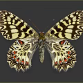 Intricate Black White Red Patterns On Detailed Butterfly Wings Against Gray Background