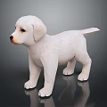 White Puppy Standing On Black Glossy Surface With Grey Background 3d model