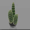 Green Cactus Bonsai Plant With Multiple Stems In Black And White Striped Pot