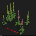 Beautiful Veratrum Yarrow And Veratrum Head Plants With Green Leaves Yellow And Pink Flower Stems